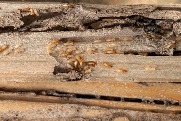Best Commercial Pest Control Services  in West Point, MS